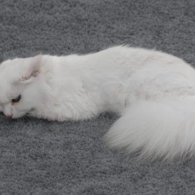 Silcerwing Dog Grooming2025-07-20 at 19.54.16 (2)