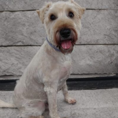 Silcerwing Dog Grooming2025-07-20 at 19.54.16