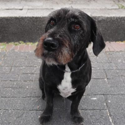 Silcerwing Dog Grooming2025-07-20 at 19.54.17 (1)