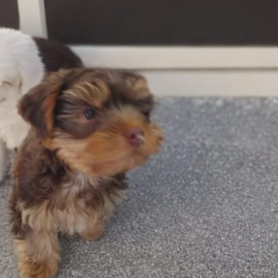 Silcerwing Dog Grooming2025-07-20 at 19.54.18 (5)