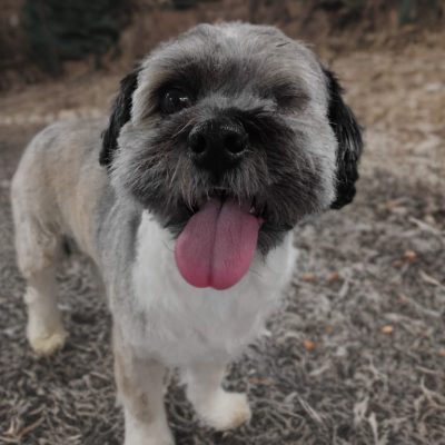 Silcerwing Dog Grooming2025-07-20 at 19.54.19 (5)