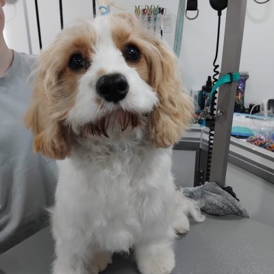 Silcerwing Dog Grooming2025-07-20 at 19.54.20 (3)