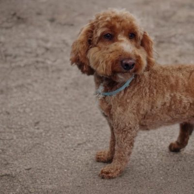Silcerwing Dog Grooming2025-07-20 at 19.54.20
