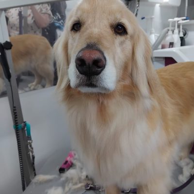 Silcerwing Dog Grooming2025-07-20 at 19.54.20 (5)