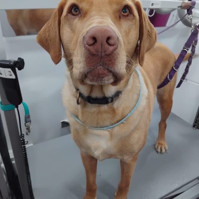 Silcerwing Dog Grooming2025-07-20 at 19.54.20 (7)