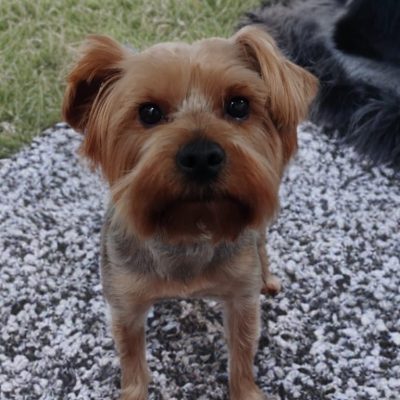 Silcerwing Dog Grooming2025-07-20 at 19.54.21
