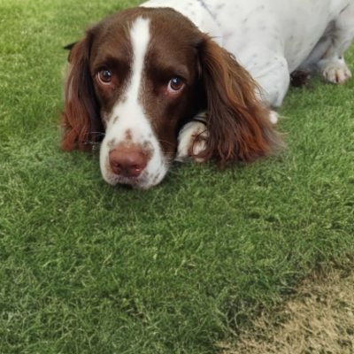 Silcerwing Dog Grooming2025-07-20 at 19.54.22 (3)
