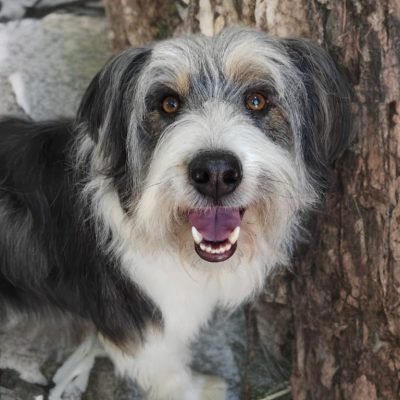 Silcerwing Dog Grooming2025-07-20 at 19.54.22