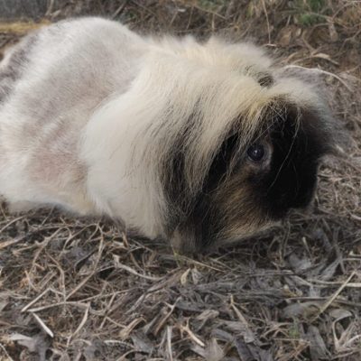 Silcerwing Dog Grooming2025-07-20 at 19.54.24 (7)