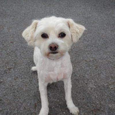 Silcerwing Dog Grooming2025-07-20 at 19.54.25 (2)