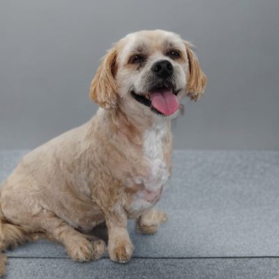 Silcerwing Dog Grooming2025-07-20 at 19.54.25 (5)