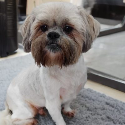 Silcerwing Dog Grooming2025-07-20 at 19.57.12 (2)