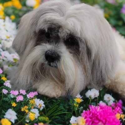 Silcerwing Dog Grooming2025-07-20 at 19.57.13 (4)