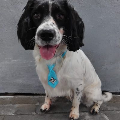 Silcerwing Dog Grooming2025-07-20 at 19.57.14 (1)