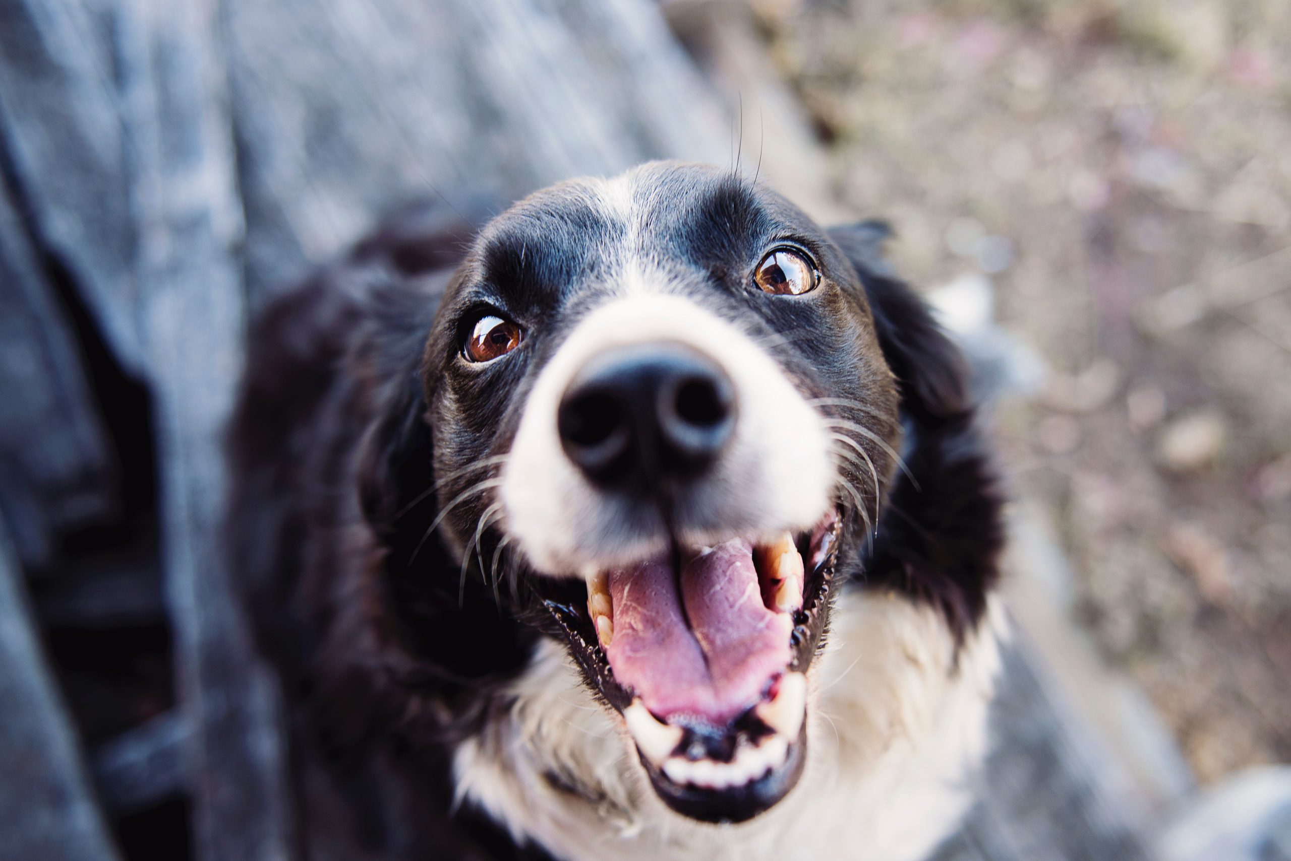 animal-blur-canine-551628